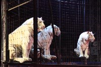 Цирк "Максимус" и тигрица в гостях у Myslo, Фото: 27