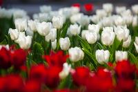 В Туле расцвели тюльпаны, Фото: 21