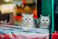Выставка "Пряничные кошки" в ТРЦ "Макси", Фото: 63