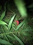 Тульские «закладчики» прятали наркотики в сигаретных пачках и выбрасывали в траву, Фото: 5