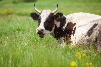 Коровы, свиньи и горы навоза в деревне Кукуй: Роспотреб требует запрета деятельности токсичной фермы, Фото: 11