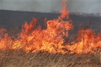 Возгорание сухой травы напротив ТЦ "Метро", 7.04.2014, Фото: 8