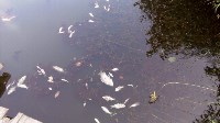 В реке Воронке отравили рыбу?, Фото: 5