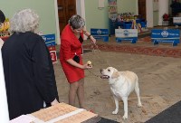 Выставки собак в ДК "Косогорец", Фото: 35