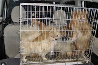 Похищенные собаки, Фото: 28