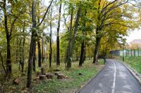 деревья в Платоновском парке , Фото: 26