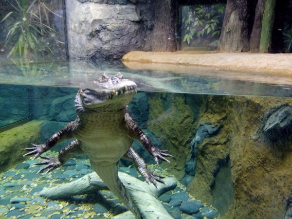 Я крокодил, крокожу и буду крокодить