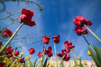 Тюльпаны в Туле, Фото: 6