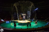 Цирк на воде «Остров сокровищ» в Туле: Здесь невозможное становится возможным, Фото: 34