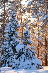 Снежное Поленово, Фото: 70