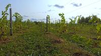 Виноград с южных склонов Дубны: как работает необычная семейная ферма в Тульской области, Фото: 8