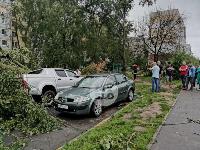 Поваленные деревья на ул. Пузакова, Фото: 11