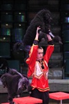 Цирк «Вива, Зорро!» в Туле , Фото: 3