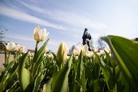 В Туле расцвели тюльпаны, Фото: 76