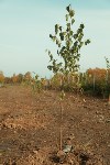 Высадка деревьев на территории бывшей судаковской свалки, Фото: 7