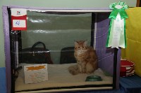Выставка кошек. 21.12.2014, Фото: 28