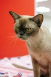 Выставка кошек в Туле, Фото: 103