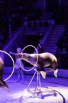 Успейте посмотреть шоу «Новогодние приключения домовенка Кузи» в Тульском цирке, Фото: 143