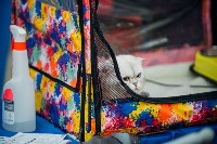 Выставка кошек "Конфетти", Фото: 7