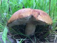 Туляки открыли грибной сезон, Фото: 4