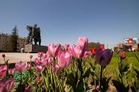 В Туле расцвели тюльпаны, Фото: 56