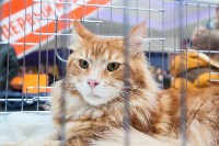 Выставка кошек в МАКСИ, Фото: 1