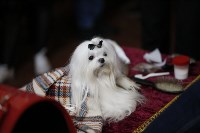 Выставка собак в Туле 29.02, Фото: 32