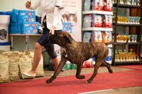 Выставка собак в ДК "Косогорец", Фото: 57