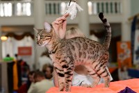Выставка кошек в Туле, Фото: 29