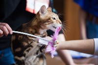 Международная выставка кошек. 16-17 апреля 2016 года, Фото: 53