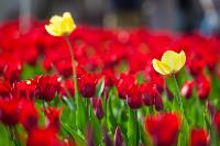 В Туле расцвели тюльпаны, Фото: 24