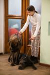 Выставка собак в ДК "Косогорец", Фото: 67