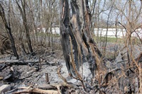  Сгоревшее дерево в Донском, Фото: 3