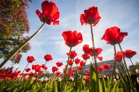 Тюльпаны в Туле, Фото: 29