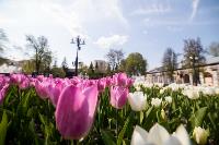 В Туле расцвели тюльпаны, Фото: 81