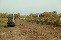Высадка деревьев на территории бывшей судаковской свалки, Фото: 6