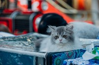 Выставка кошек "Конфетти", Фото: 2
