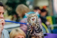 Выставка кошек "Конфетти", Фото: 19