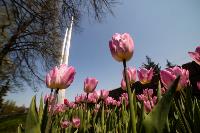 В Туле расцвели тюльпаны, Фото: 62