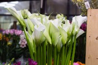 Ассортимент тульских цветочных магазинов. 28.02.2015, Фото: 43