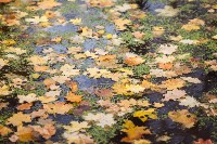 Золотая осень в Ясной Поляне, Фото: 86