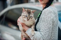 Выставка кошек "Конфетти", Фото: 80
