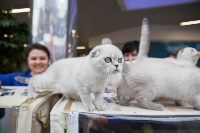 Выставка кошек, Фото: 62