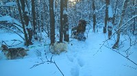 Зимний поход с собаками, Фото: 32