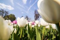 В Туле расцвели тюльпаны, Фото: 79
