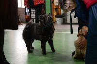 Выставка собак в Туле , Фото: 9