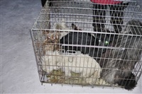 Похищенные собаки, Фото: 29