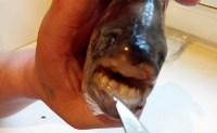 Рыбка с "человеческими" зубами из пруда Центрального парка, Фото: 7