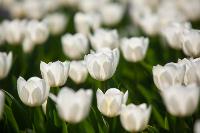В Туле расцвели тюльпаны, Фото: 26
