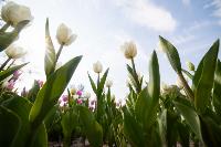 В Туле расцвели тюльпаны, Фото: 82
